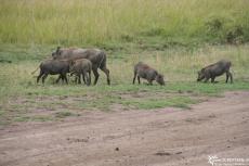 IMG 8501-Kenya, warthogs (Kenia Express) in Masai Mara